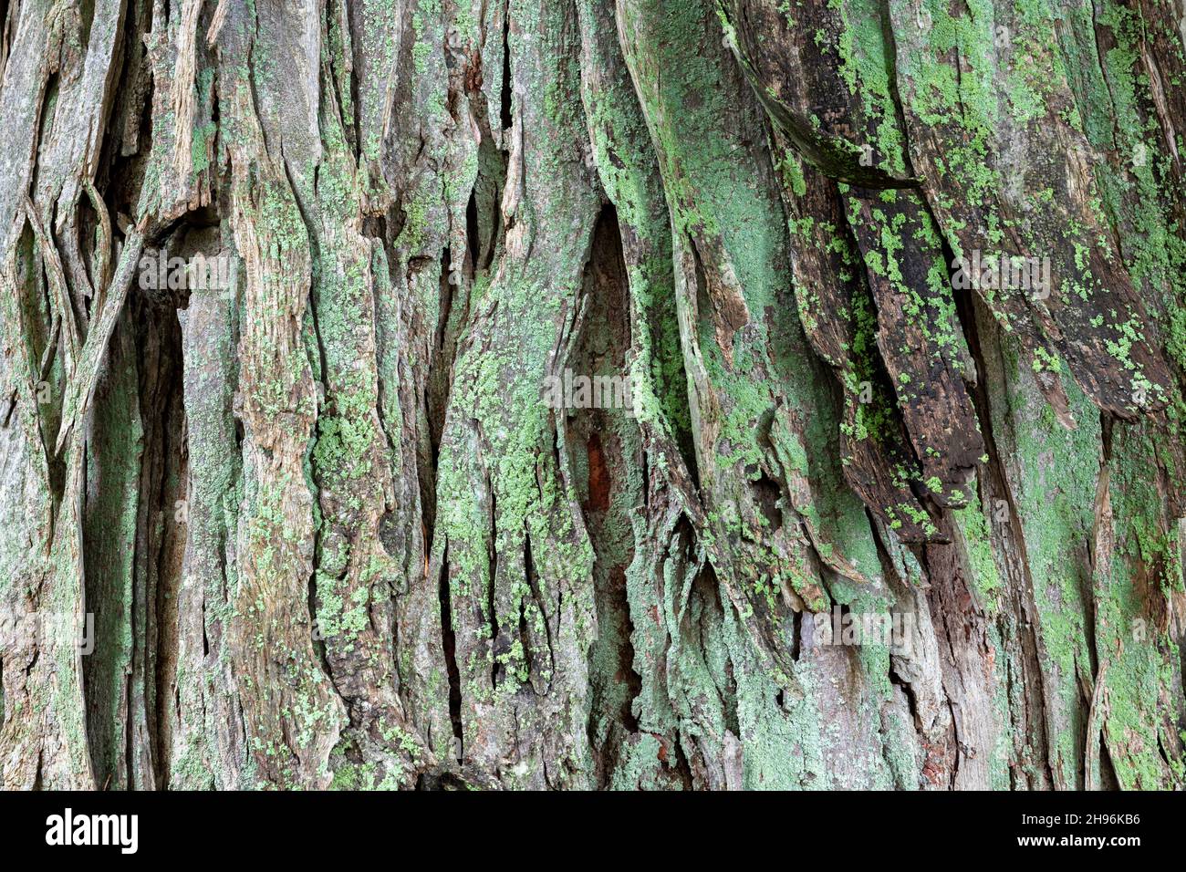 Shagbark Hickory (Carya ovata), heimischer Baum, Ost-USA, von Dominique Braud/Dembinsky Photo Assoc Stockfoto