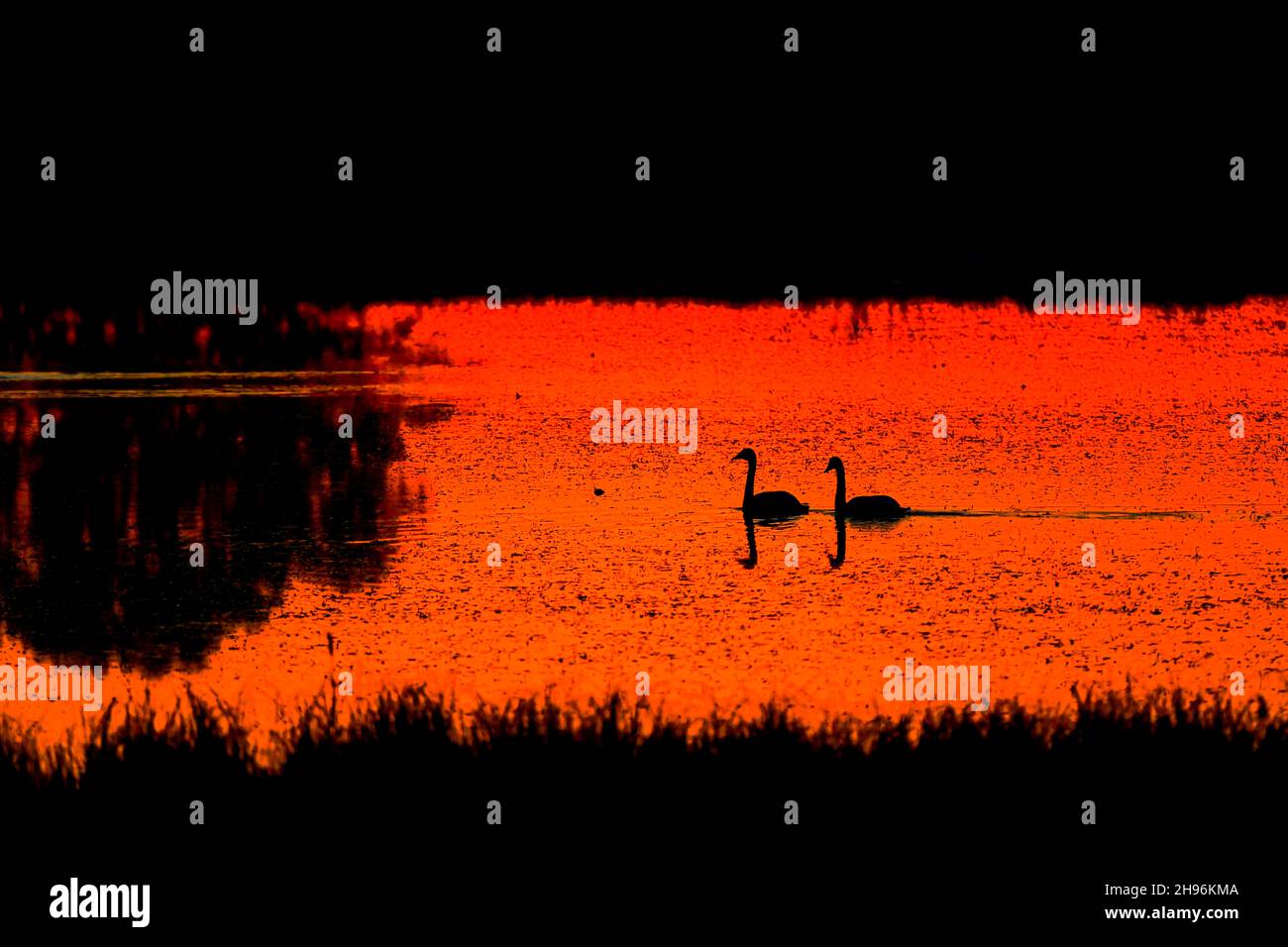 Trompeter Schwäne im Teich, Sonnenuntergang, Migration, Herbst, Nordamerika, Von Dominique Braud/Dembinsky Photo Assoc Stockfoto Trompeter Schwäne im Teich, Sonnenuntergang, Migration, Herbst, Nordamerika, Von Dominique Braud/Dembinsky Photo Assoc Stockfoto