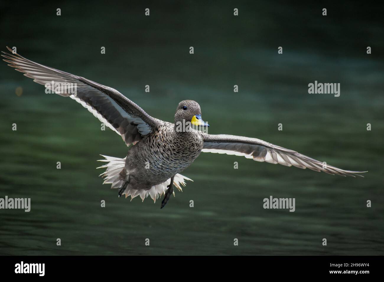 Gelbschnabelbauch (Anas flavirostris), der über einen See in Buenos Aires fliegt Stockfoto