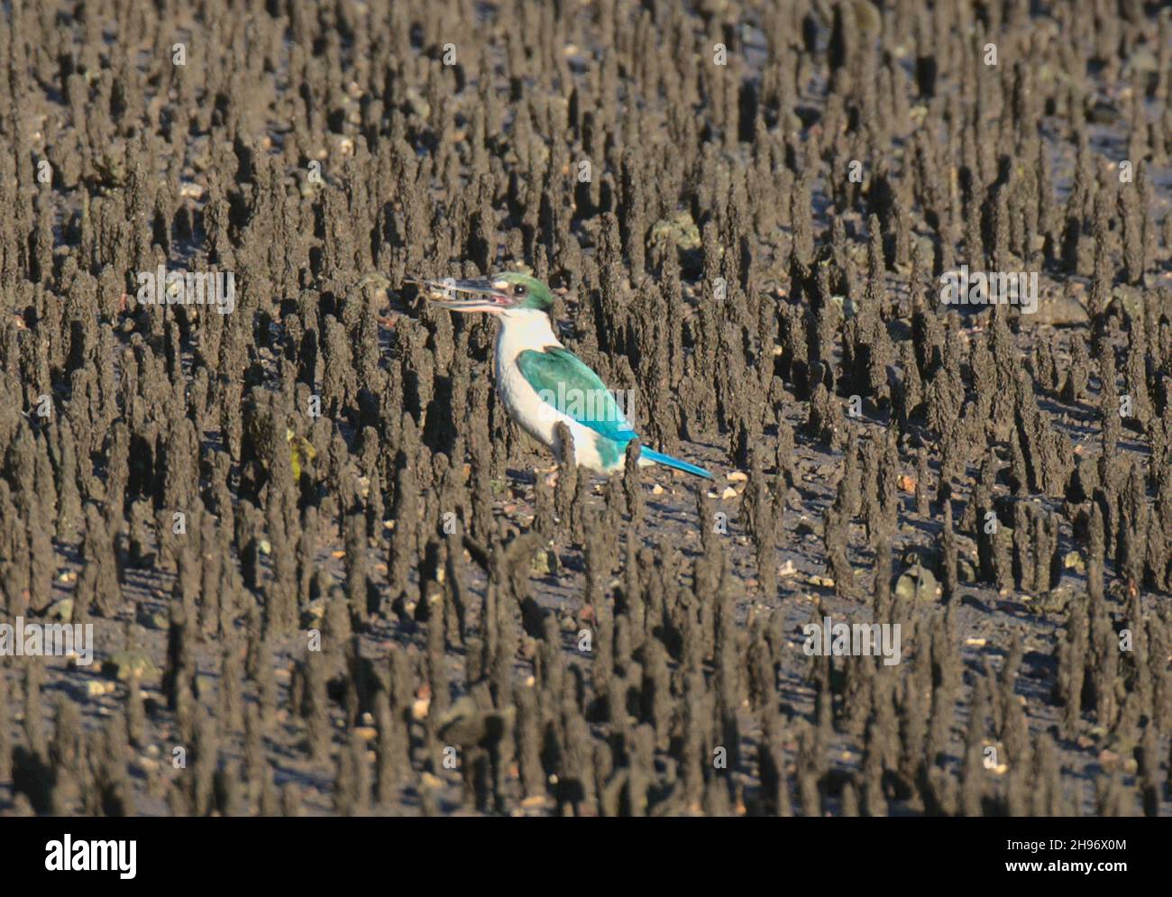 Heiliger Eisvögel - Todiramphos sanctus Halcyonidae Stockfoto