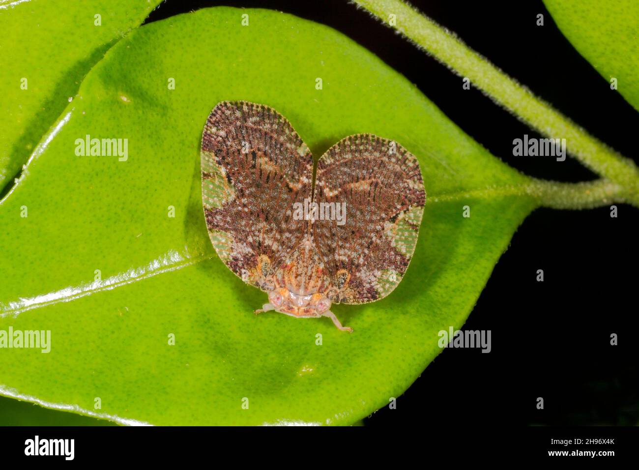 Braune Ricaniid Planthopper, wahrscheinlich Aprivesa exuta oder Broad Wing Flat Planthopper, Scolypopa sp. Coffs Harbour, NSW, Australien Stockfoto