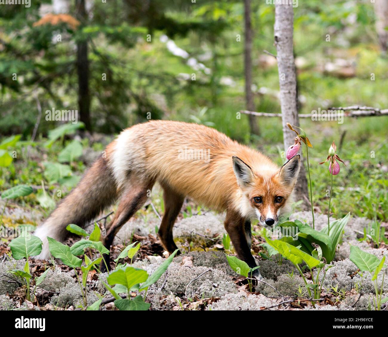 Rotfuchs Nahaufnahme Profil Seitenansicht Blick auf die Kamera mit einem verschwommenen Waldhintergrund und wilden Blumen in seiner Umgebung und Lebensraum. Fox-Bild. Bild Stockfoto