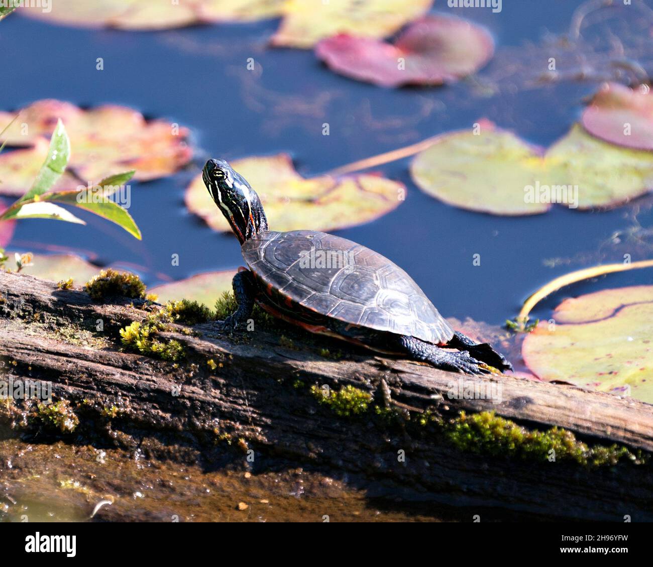 Gemalte Schildkröte auf einem Baumstamm im Teich mit Seerosenunterlage Teich, Seerosen, und zeigt seine Schildkrötenschale, Kopf, Pfoten in seiner Umgebung und Lebensraum. Stockfoto