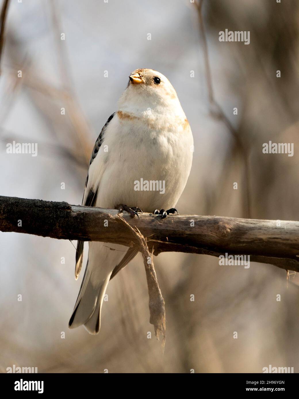Nahaufnahme eines schneeverdeckten Vogels, der auf einem Baumzweig mit einem unscharfen Hintergrund in seiner Umgebung und seinem Lebensraum thront. Bild. Bild. Hochformat. Stockfoto