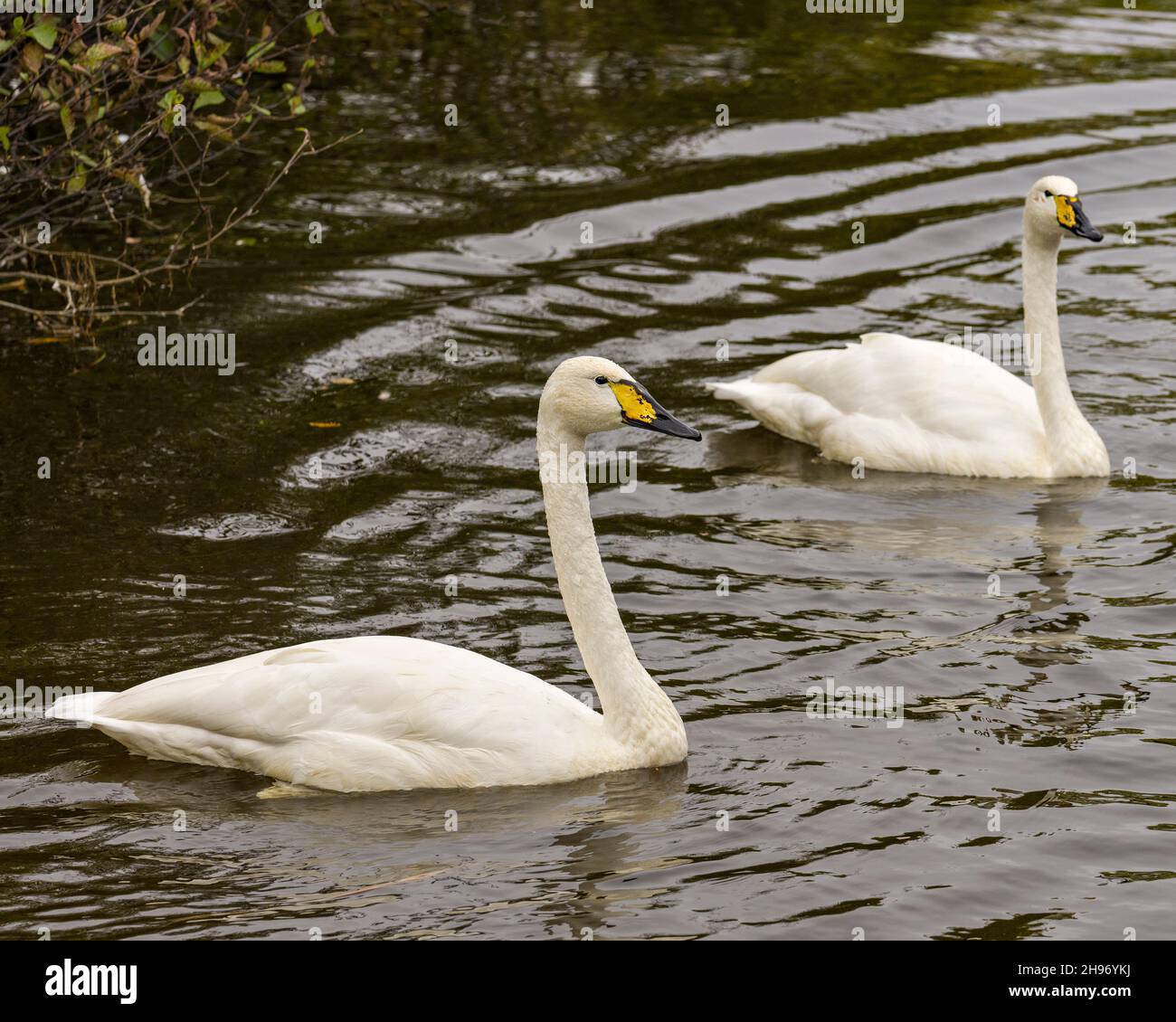 Swan Tundra Paar Nahaufnahme Profilansicht Schwimmen mit unscharfen Hintergrund in ihrer Umgebung und Lebensraum Umgebung. Bild. Hochformat. Stockfoto