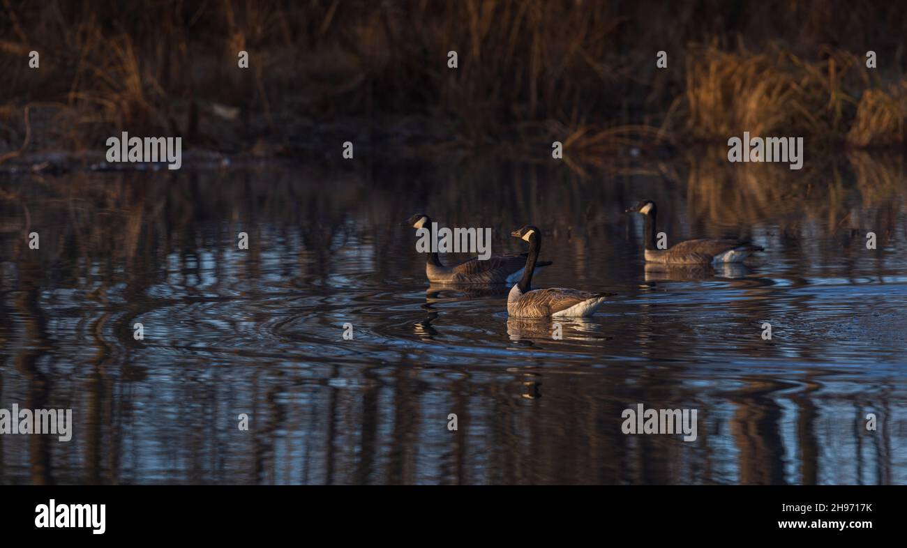 Kanadagänse schwimmen in einem nördlichen Wisconsin Feuchtgebiet. Stockfoto