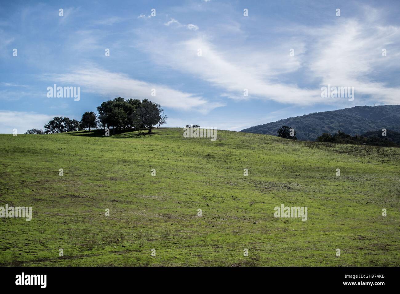Baumhaufen am Horizont in rollender Landschaft Stockfoto
