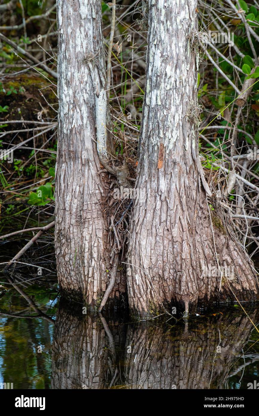 Sumpfzypressen (Taxodium destichum) wachsen im Sumpf des Big Cypress National Preserve, Collier County, Florida, USA. Stockfoto