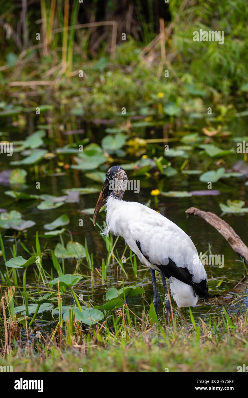 Ein Waldstorch (Mycteria americana) wartet geduldig darauf, dass ein Frosch oder ein Fisch in der Nähe schwimmt. Shark Alley, Big Cypress National Preserve, Collier County, Florida Stockfoto