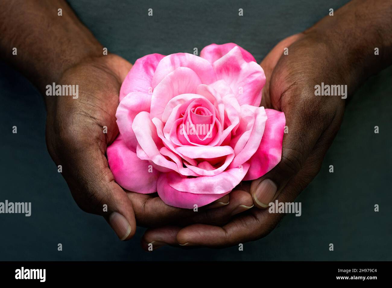 African American Male Hands Holding Rose Grey Hintergrund. Nahaufnahme der Hände eines schwarzen Mannes mit einer einzelnen rosa Rose. Liebe, Geschenk, geben, valentine Konzept. Stockfoto
