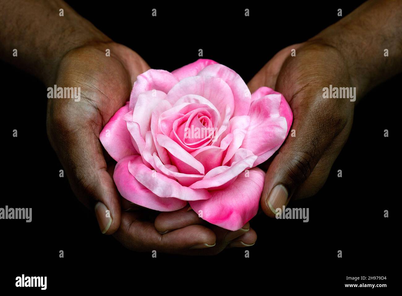 African American man's Hands Holding Single Rose Black Hintergrund. Nahaufnahme von schwarzen männlichen Händen mit rosa Rose. Liebe, Geben, valentinstag konzeptuell. Stockfoto