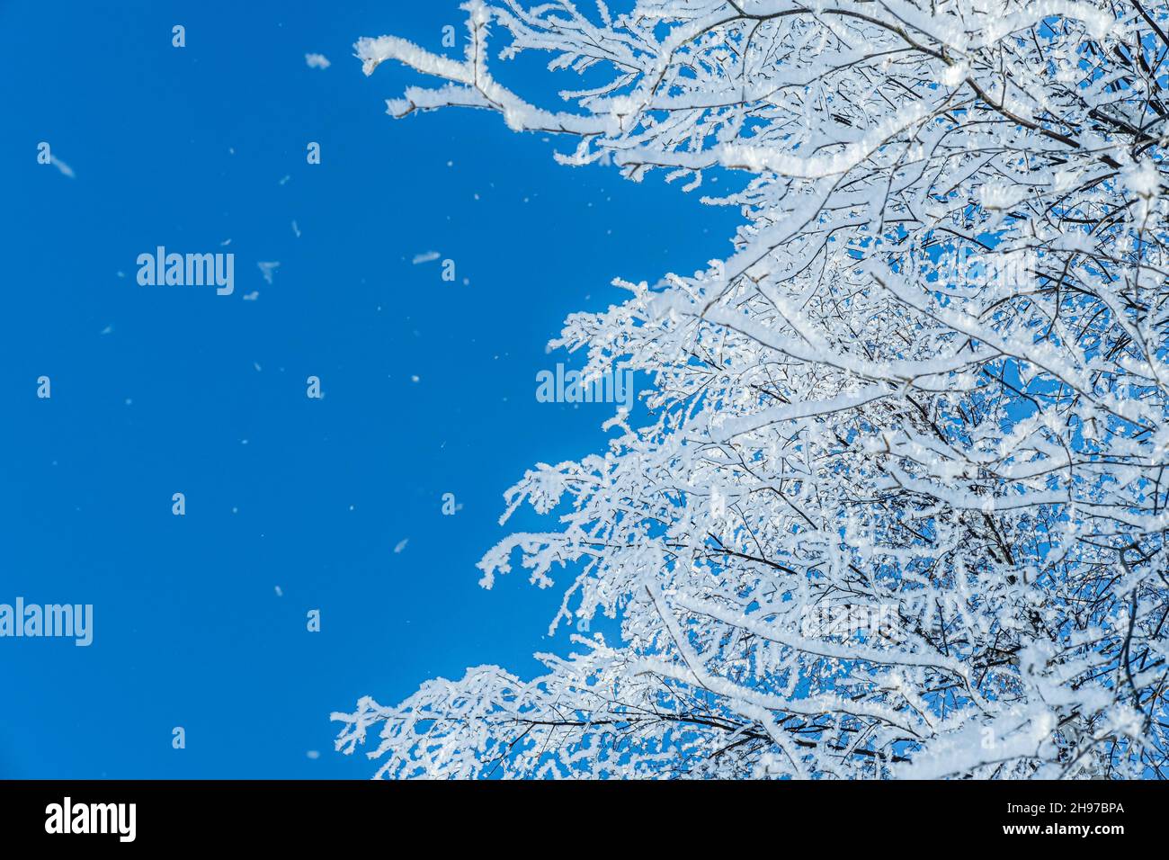 Schneebedeckte Bäume und klarer blauer Himmel. Winter kalte Schneezeit. Stockfoto