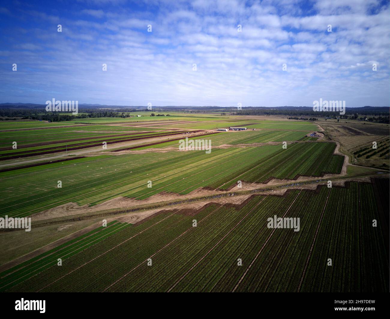 Luftaufnahme der 'Dicky Bill' Salatfarm in Wallaville, die hauptsächlich Salat anbauen. Stockfoto
