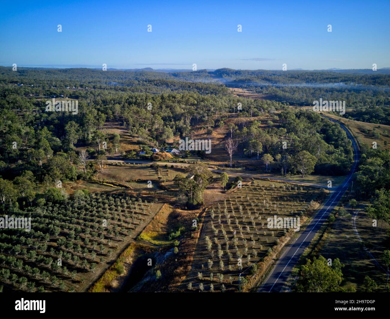 Luftaufnahme einer kleinen Hobbyfarm-Olivenplantage, die in der Nähe von Gin Gin Queensland Australia wächst Stockfoto