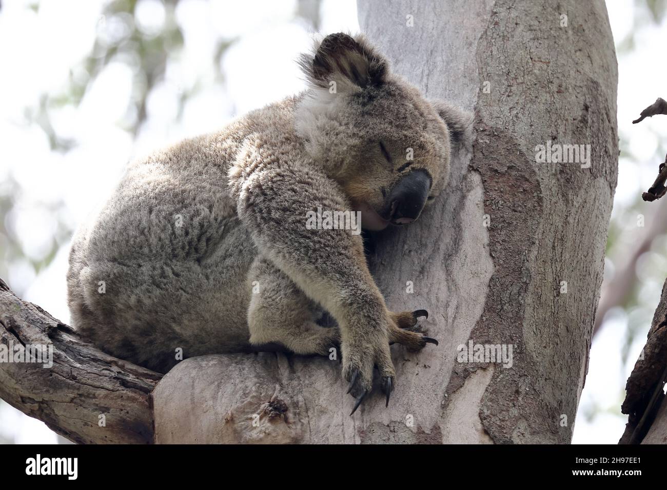 Wilder Koala schläft in grauem Gum-Baum Stockfoto