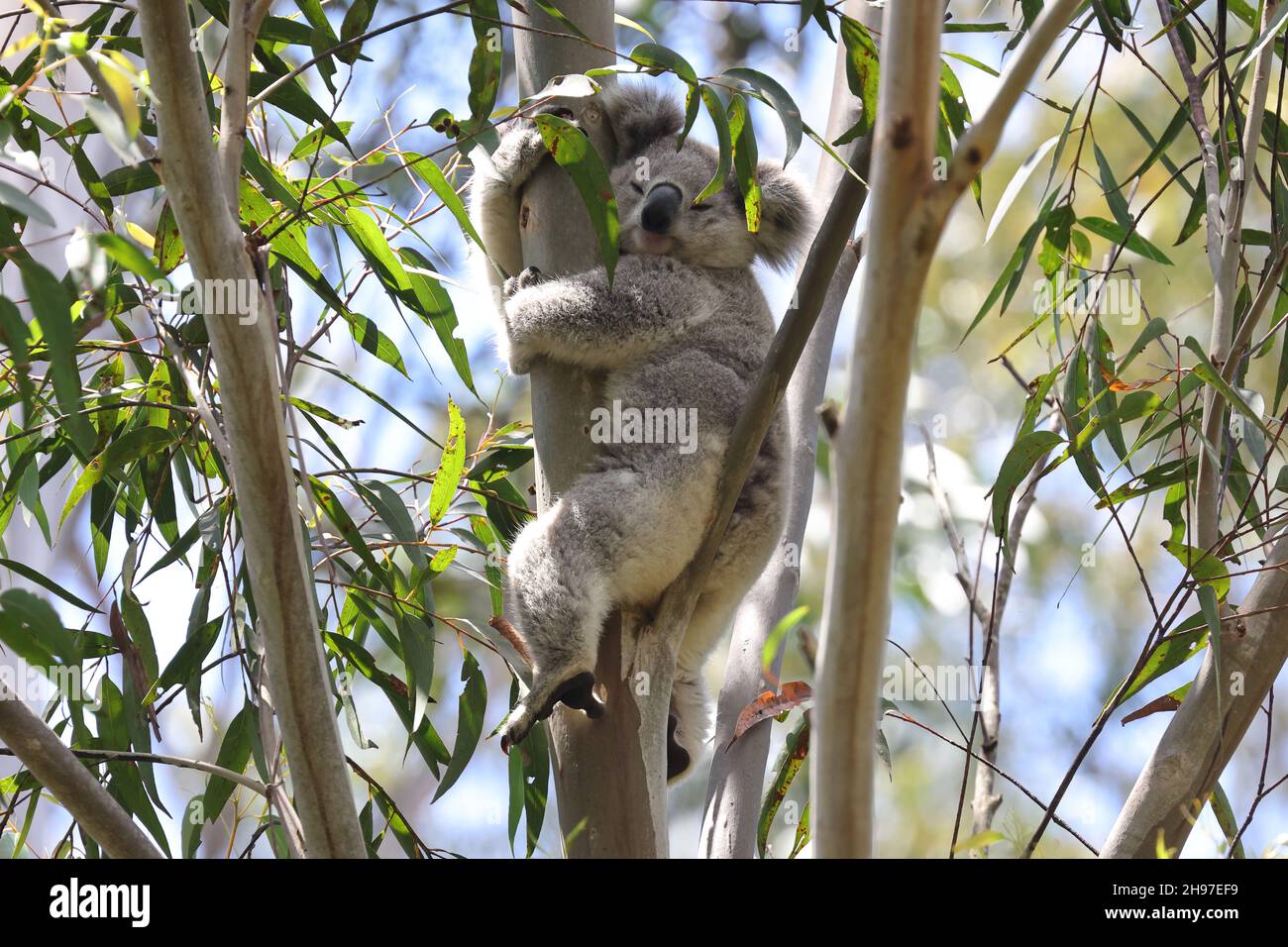 Wilder Koala schläft in grauem Gum-Baum Stockfoto