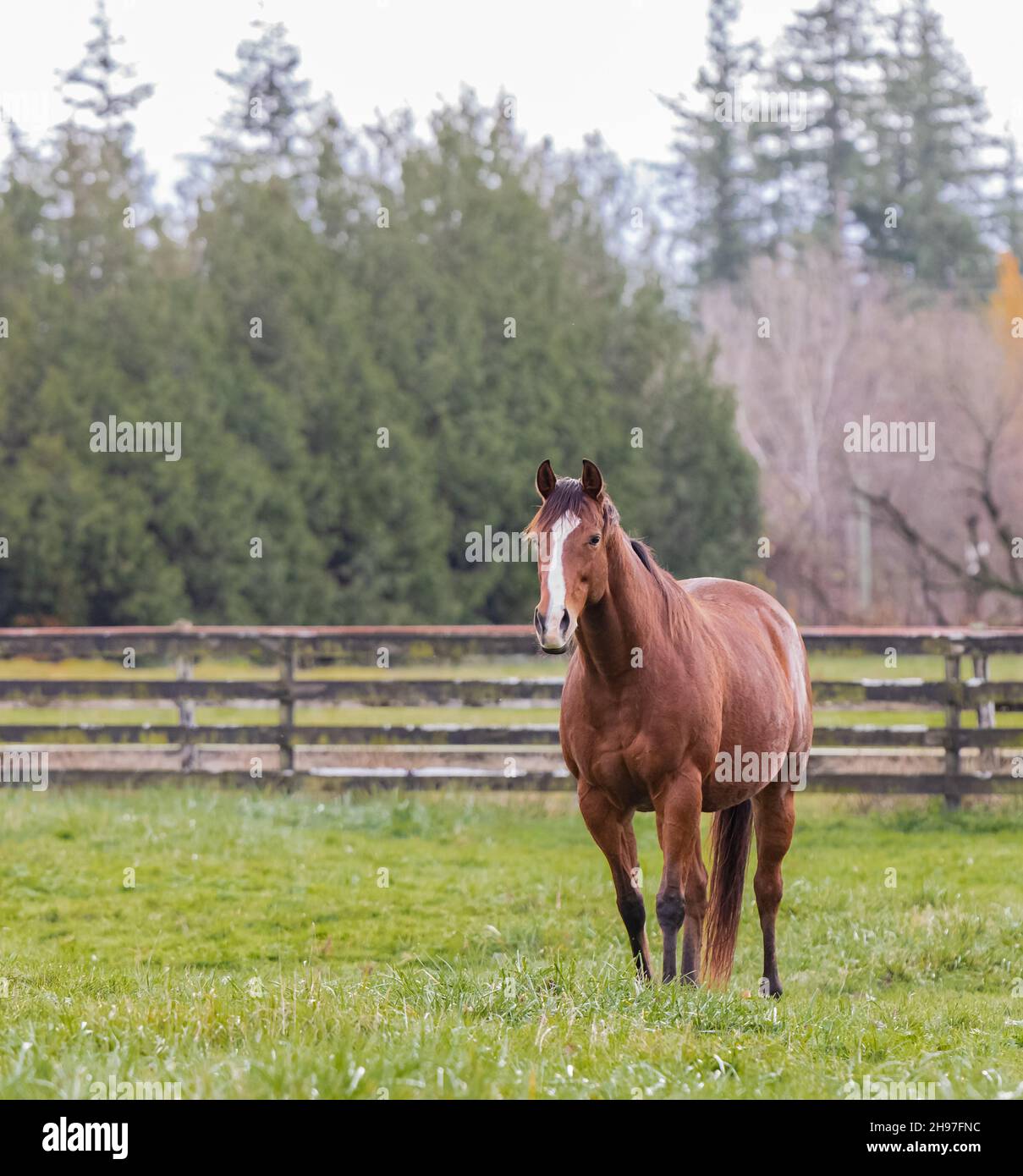 Pferd auf dem Feld auf dem Land. Schönes braunes Pferd im grünen Feld. Straßenansicht, Reisefoto, niemand, selektiver Fokus Stockfoto