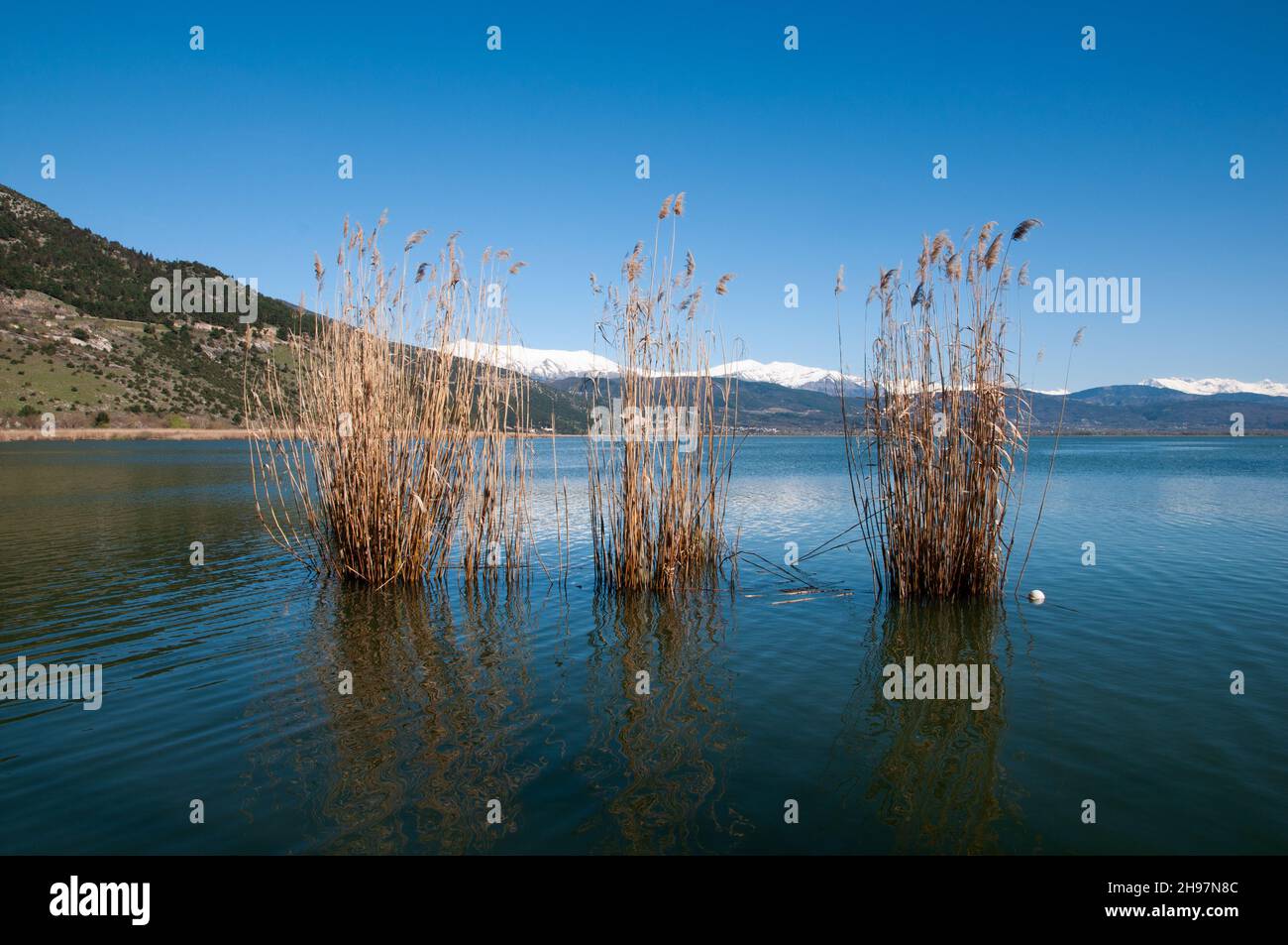 Das Schilf im See Pamvotida Ioannina, Griechenland Stockfoto