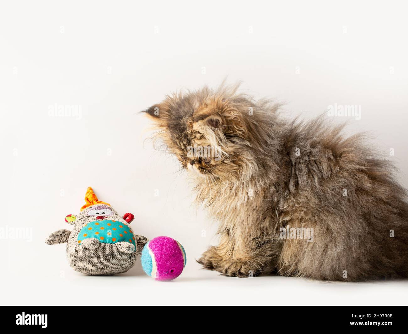 Süßes persisches Kätzchen auf weißem Hintergrund Stockfoto