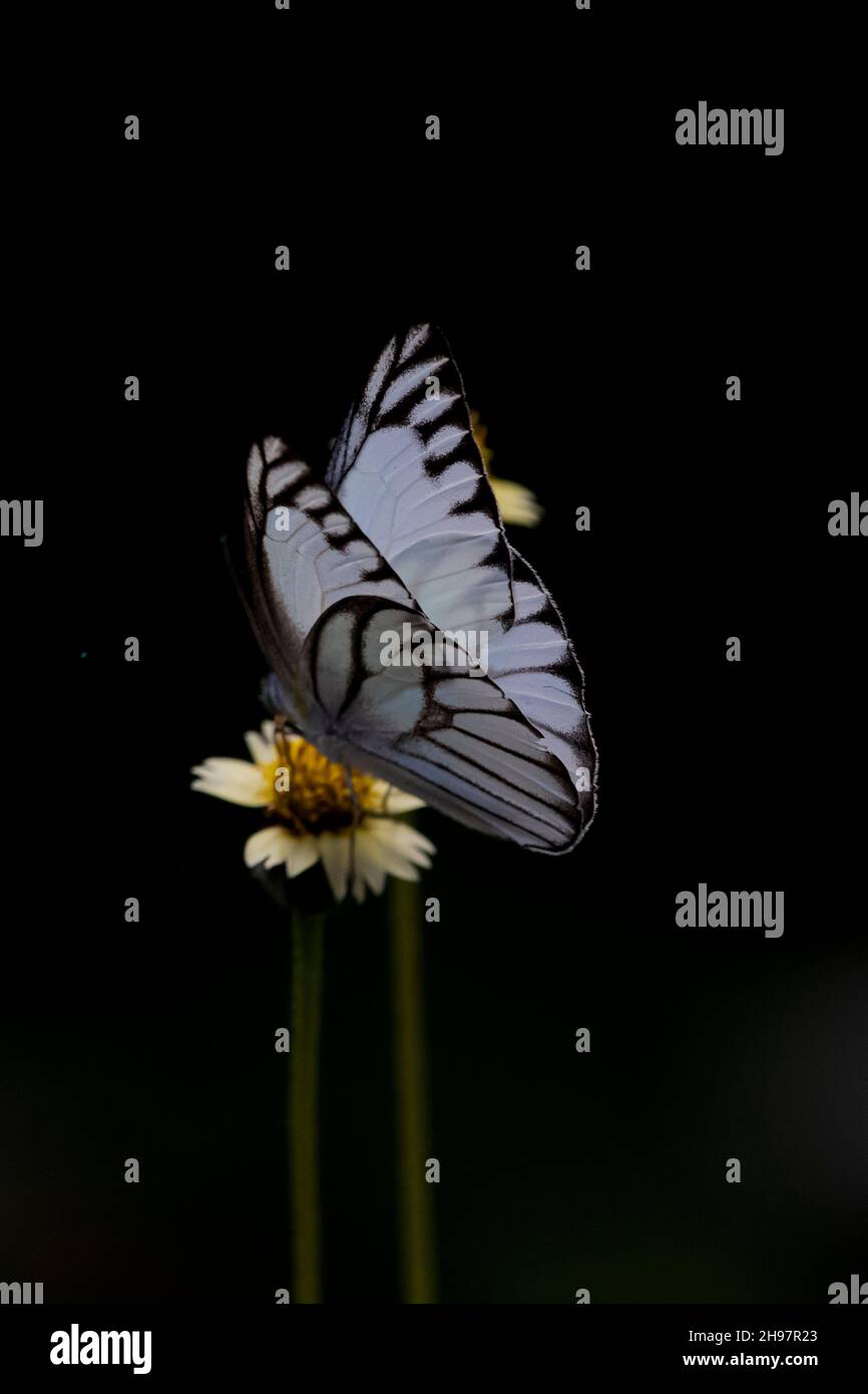 Schöner weißer Schmetterling sitzt auf einer Blume und sammelt Honig Stockfoto