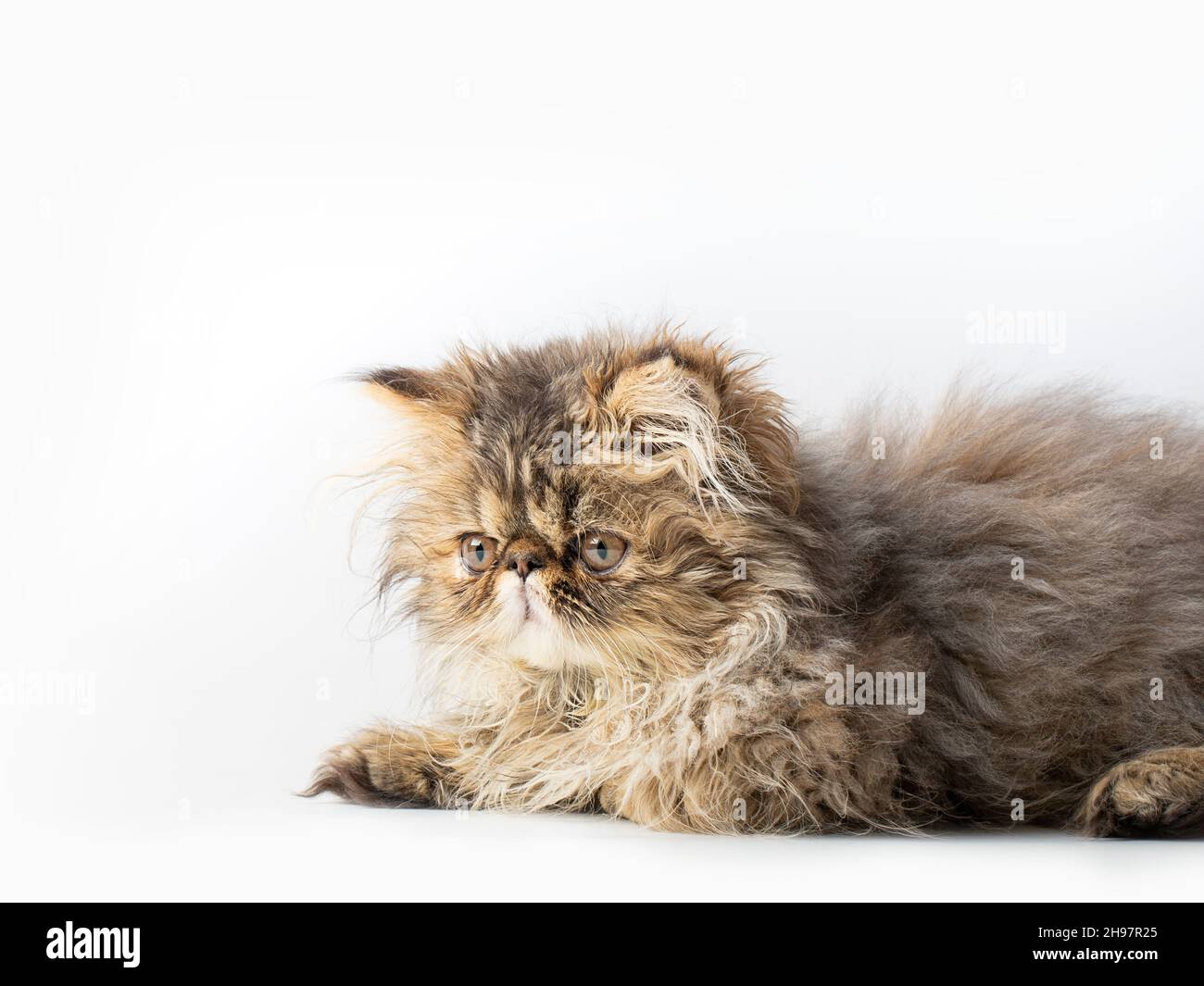 Süßes persisches Kätzchen auf weißem Hintergrund Stockfoto