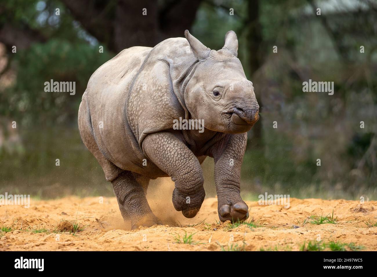 Entzückendes 7 Monate altes indisches Nashorn Stockfoto