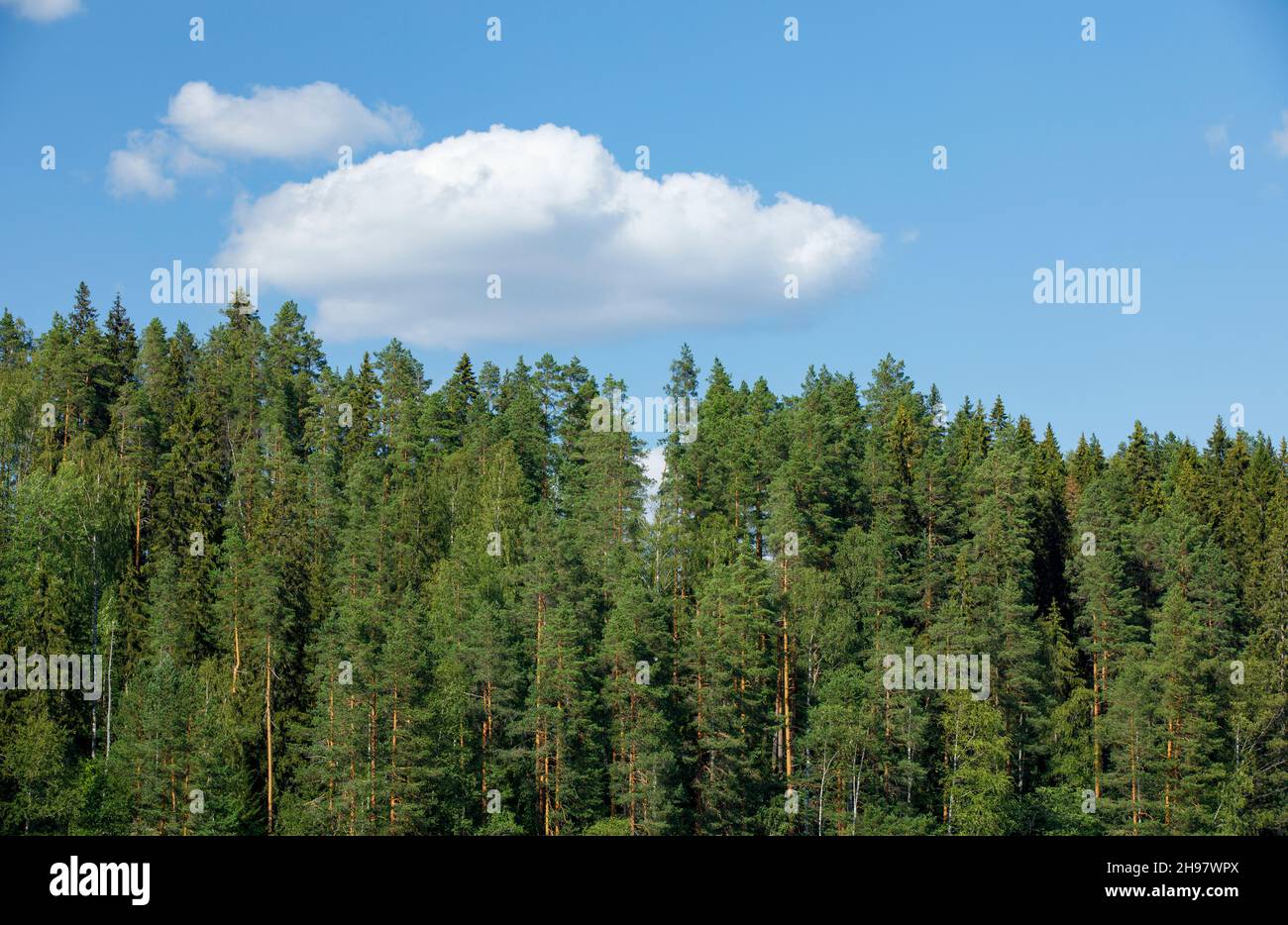 Immergrüner Nadelwald im Sommer, Finnland Stockfoto
