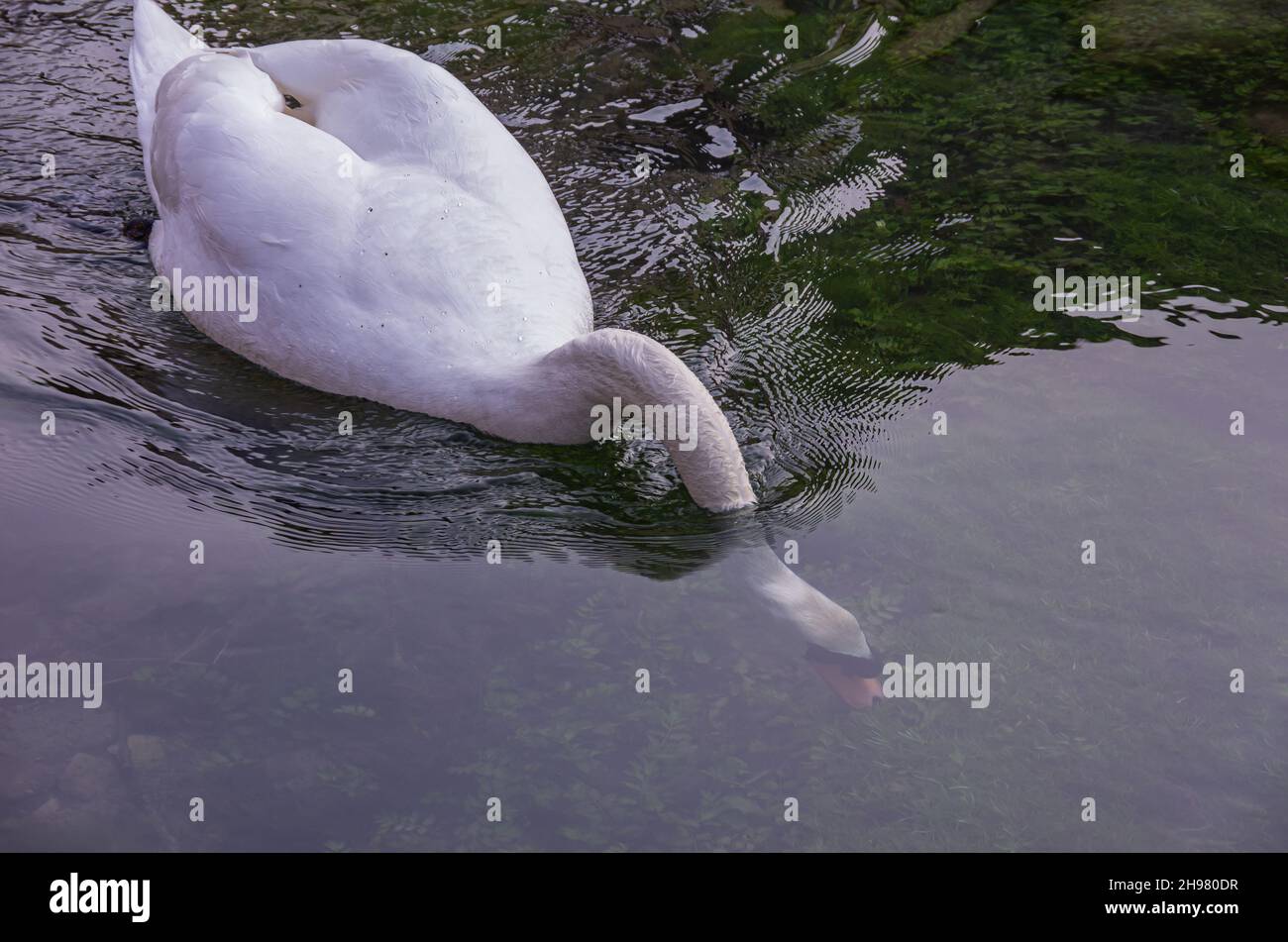 Vogelbeobachtungen am Wasser am Beispiel eines Mute Swans auf dem Zwiefalter Aach in Zwiefalten, Baden-Württemberg, Deutschland. Stockfoto