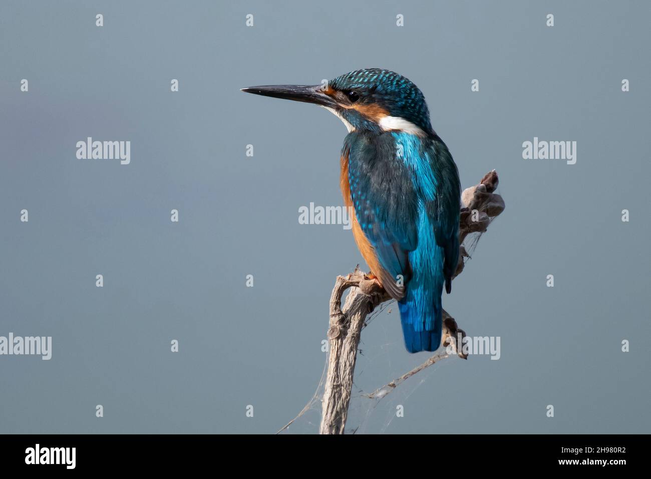 Сommon Eisvögel, Alcedo atthis. Der Vogel sitzt auf einem schönen Ast über dem Fluss und wartet auf einen Fisch. Stockfoto