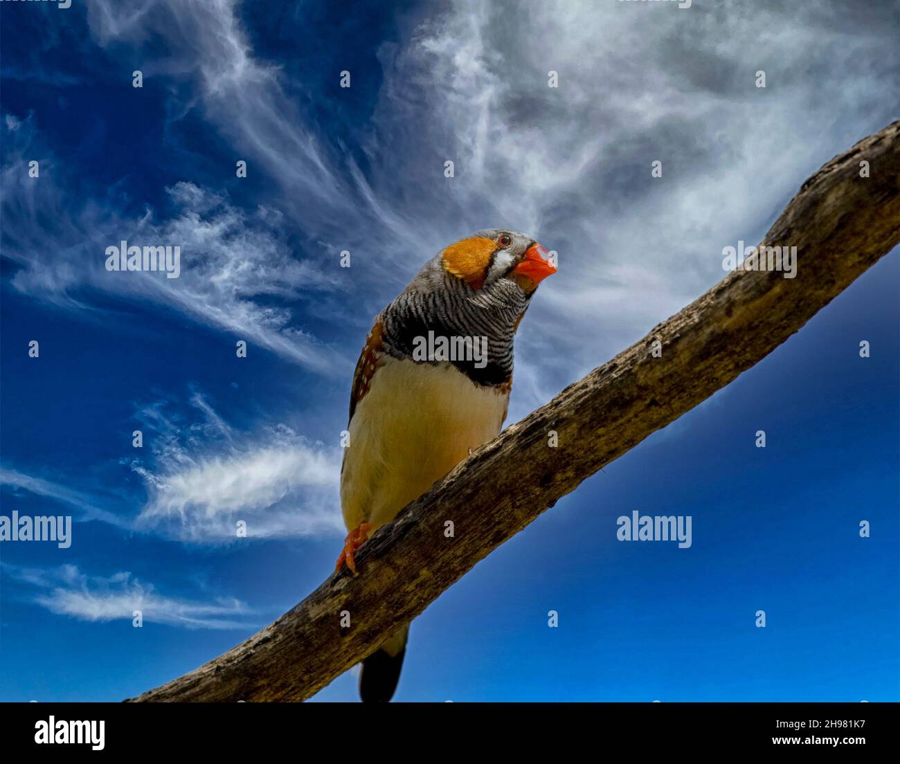 Zebrafink auf einem Ast gegen blauen Himmel Stockfoto