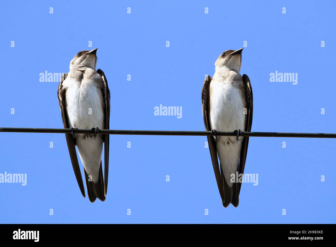 Zwei Brown-chested Martin (Progne tapera), die auf einem Hochspannungsdraht über dem blauen Himmel thront. Isolierte Tiere. Stockfoto