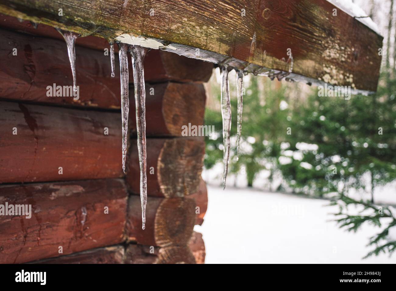 Wintereikel, die von einem Dach eines alten Holzhauses im Wald mit Schnee und Tannenbäumen im Hintergrund hängen Stockfoto