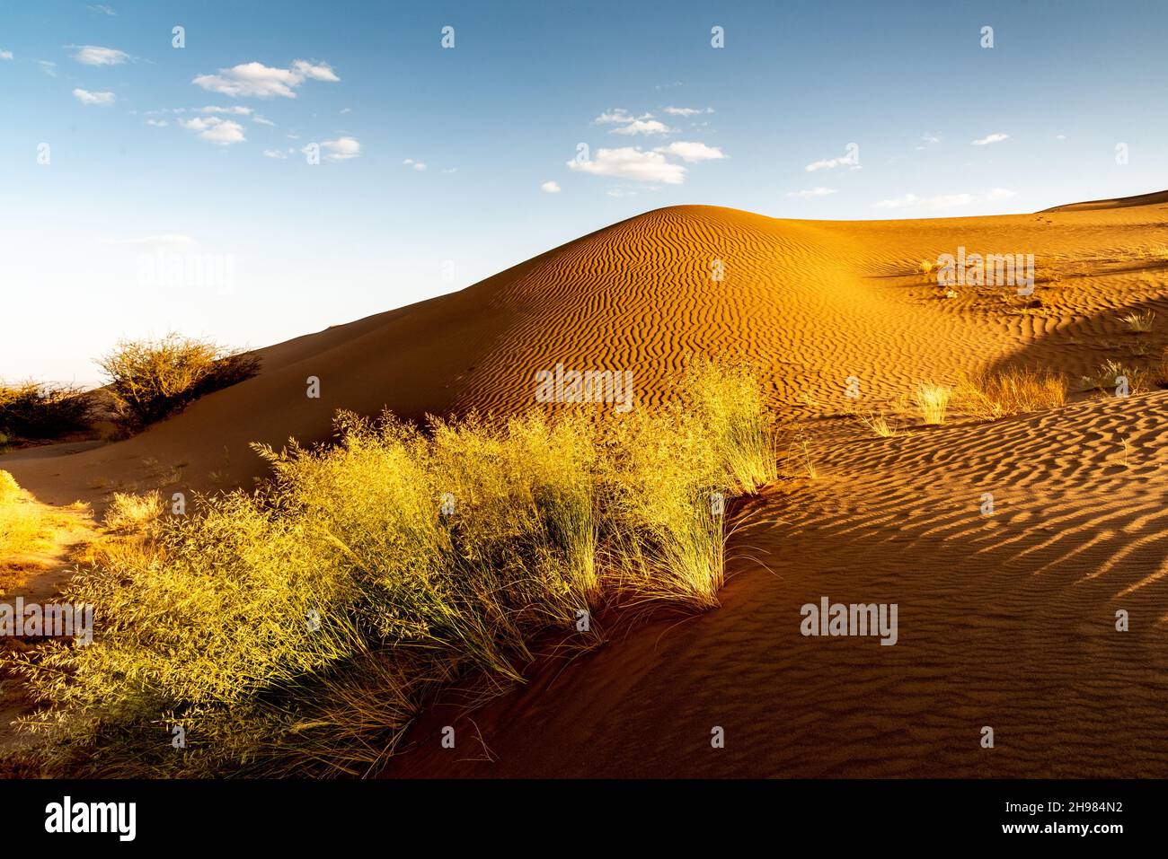 In der Sahara in Marokko. Am Fuße einer Düne, deren Sand vom Wind geformt wird, wachsen ein paar Büschel trockener Busche Stockfoto