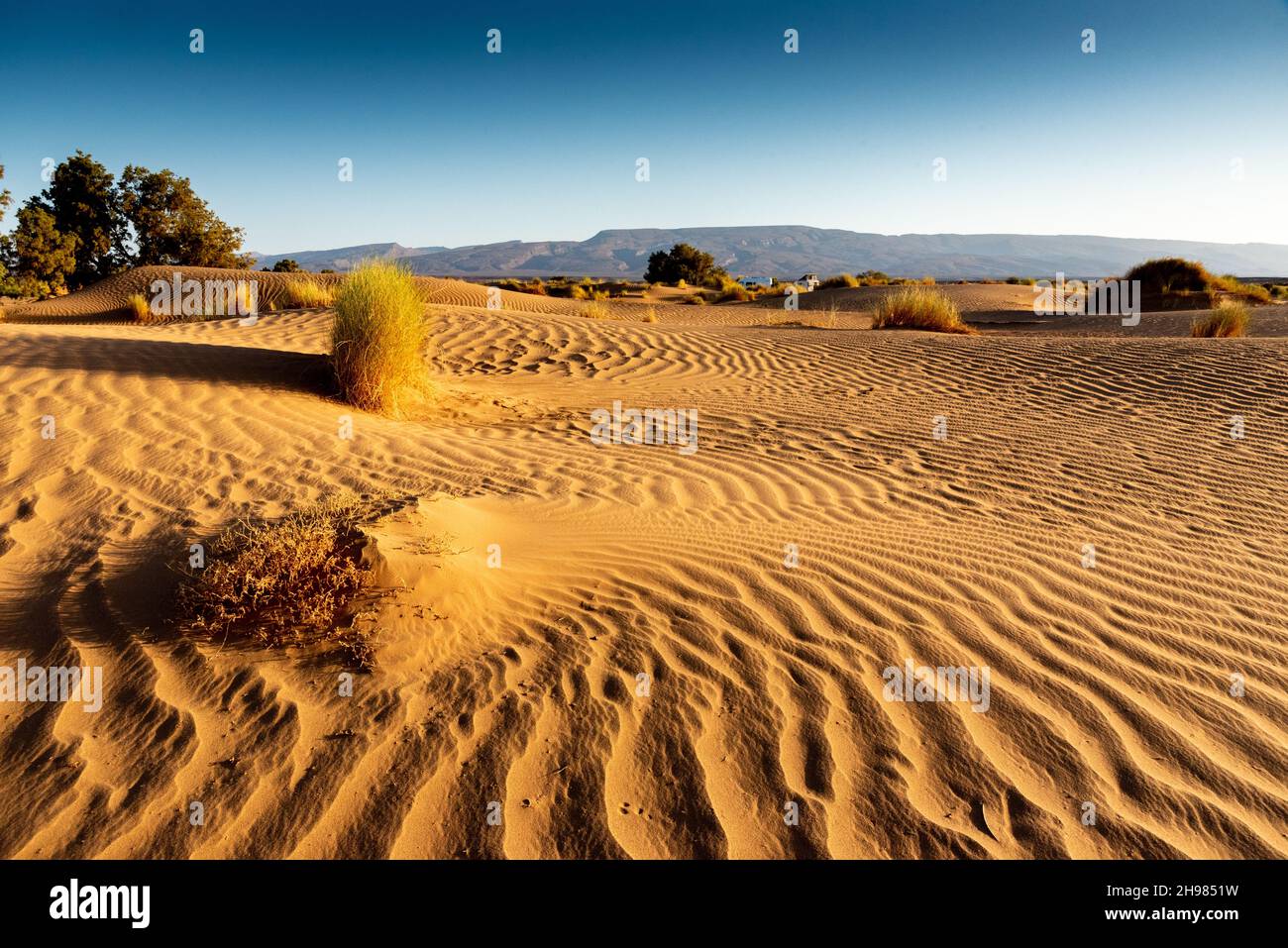 In der Sahara in Marokko. Der Wind hat die Sanddünen geschnitzt, indem er Furchen grub, außer im Schutz der Büsche. Stockfoto