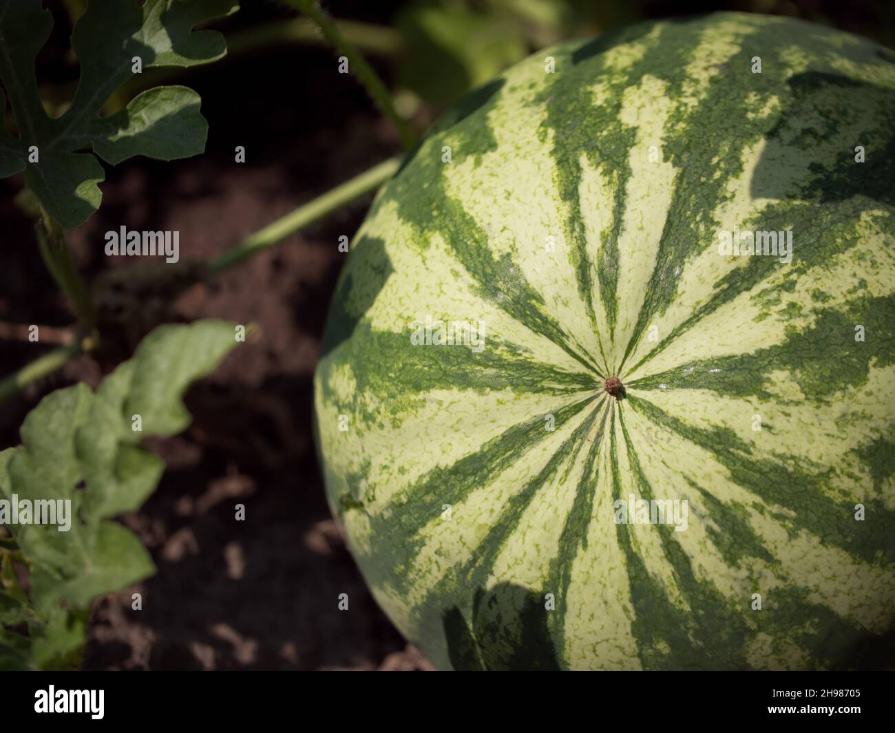 Eine gestreifte Wassermelone auf einem Gemüsebett. Wassermelone auf Melonenfeld. Stockfoto