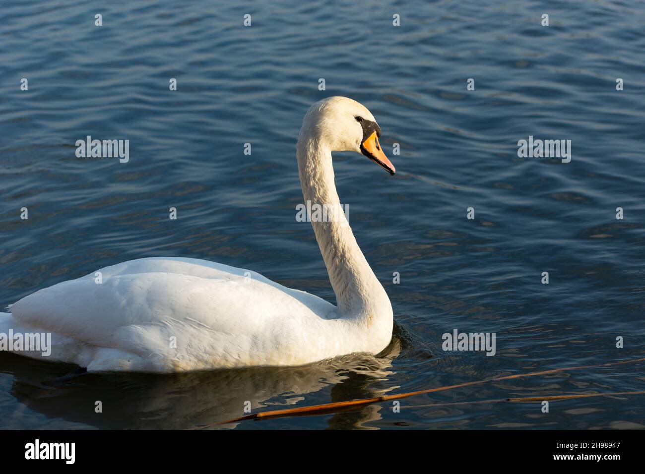 Weißer stummer Schwan, der im blauen Wasser schwimmend ist, Stankow, Polen Stockfoto