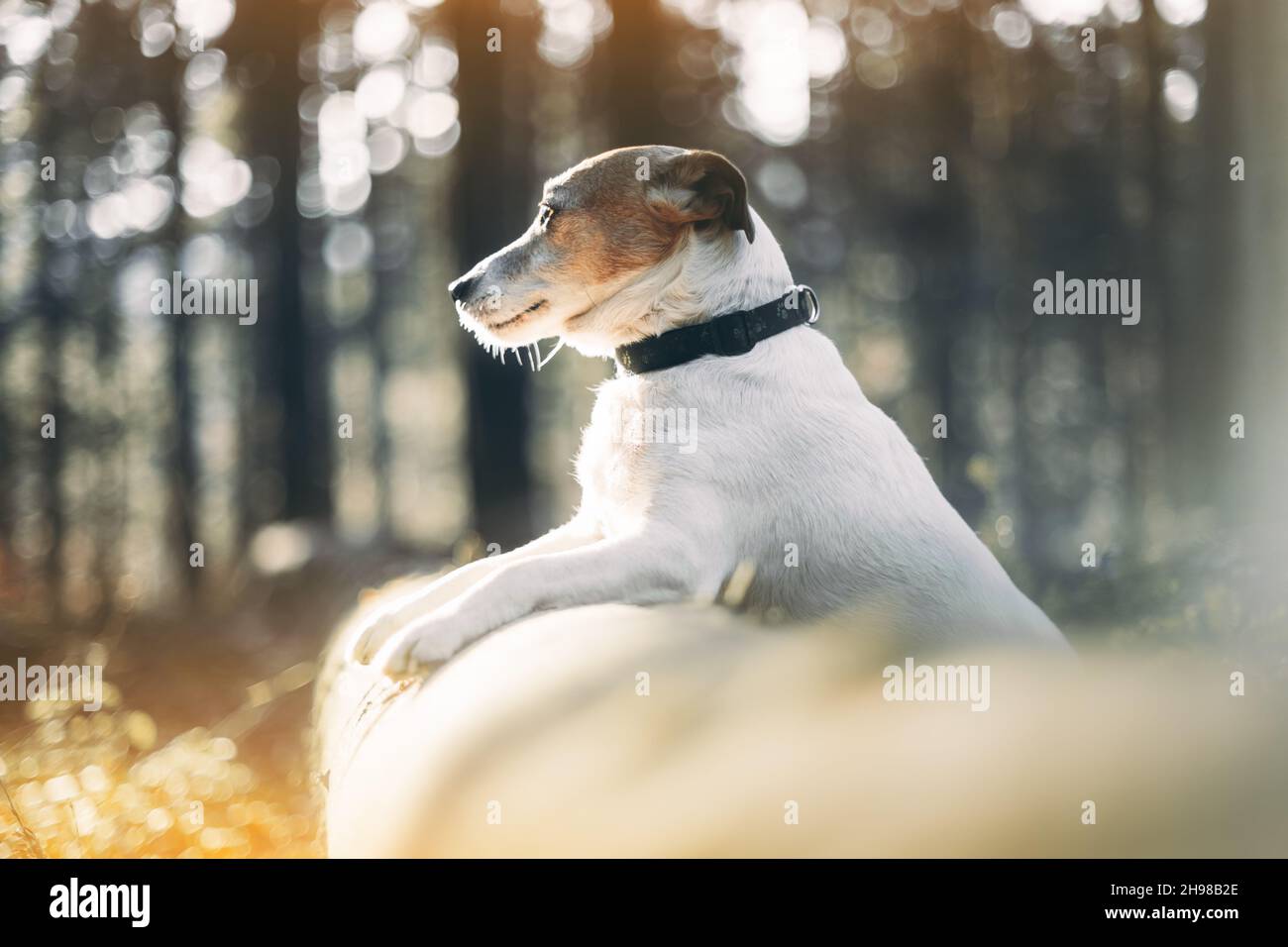 Jack russel Terrier Hund im Herbstwald. Tier- und Naturfotografie Stockfoto