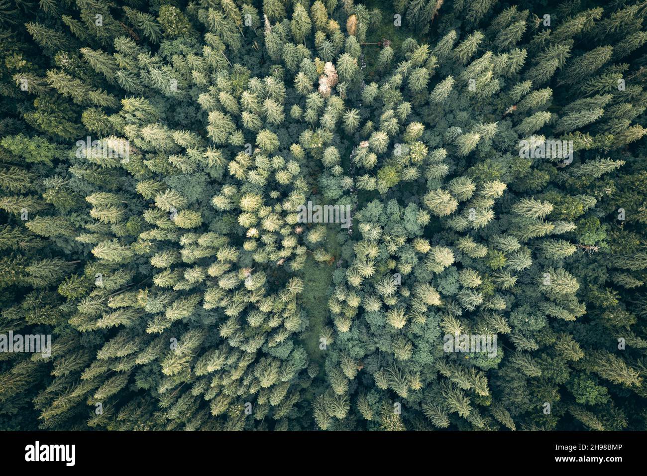Drone von oben nach unten. Grüne Bäume im Sommerwald. Sonniger Tag in den Herbstbergen Stockfoto