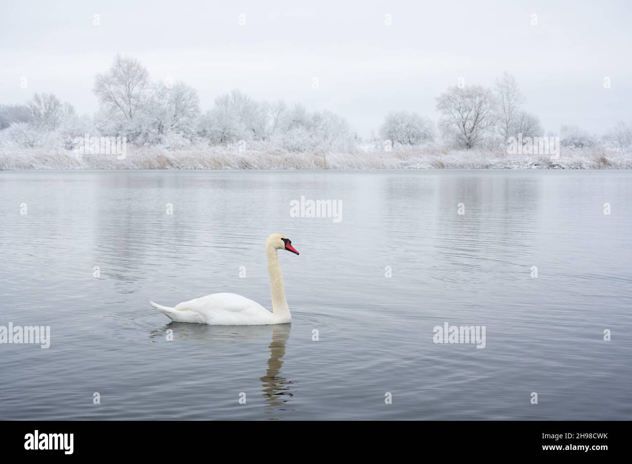 Allein der weiße Schwan schwimmt in der Sonnenaufgangszeit im winterlichen Seewasser. Frostige verschneite Bäume auf dem Hintergrund. Tierfotografie Stockfoto