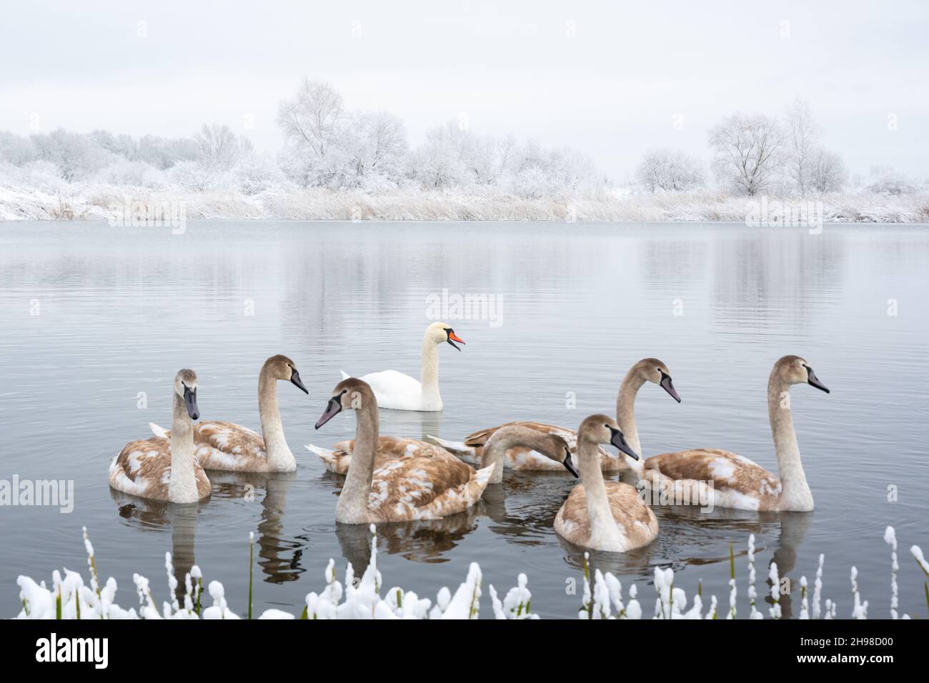 Die Familie der Schwäne schwimmt im winterlichen Seewasser zur Sonnenaufgangszeit. Weißer Schwan und kleine graue Küken im gefrorenen Wasser am Morgen. Frostige verschneite Bäume auf dem Hintergrund. Tierfotografie Stockfoto