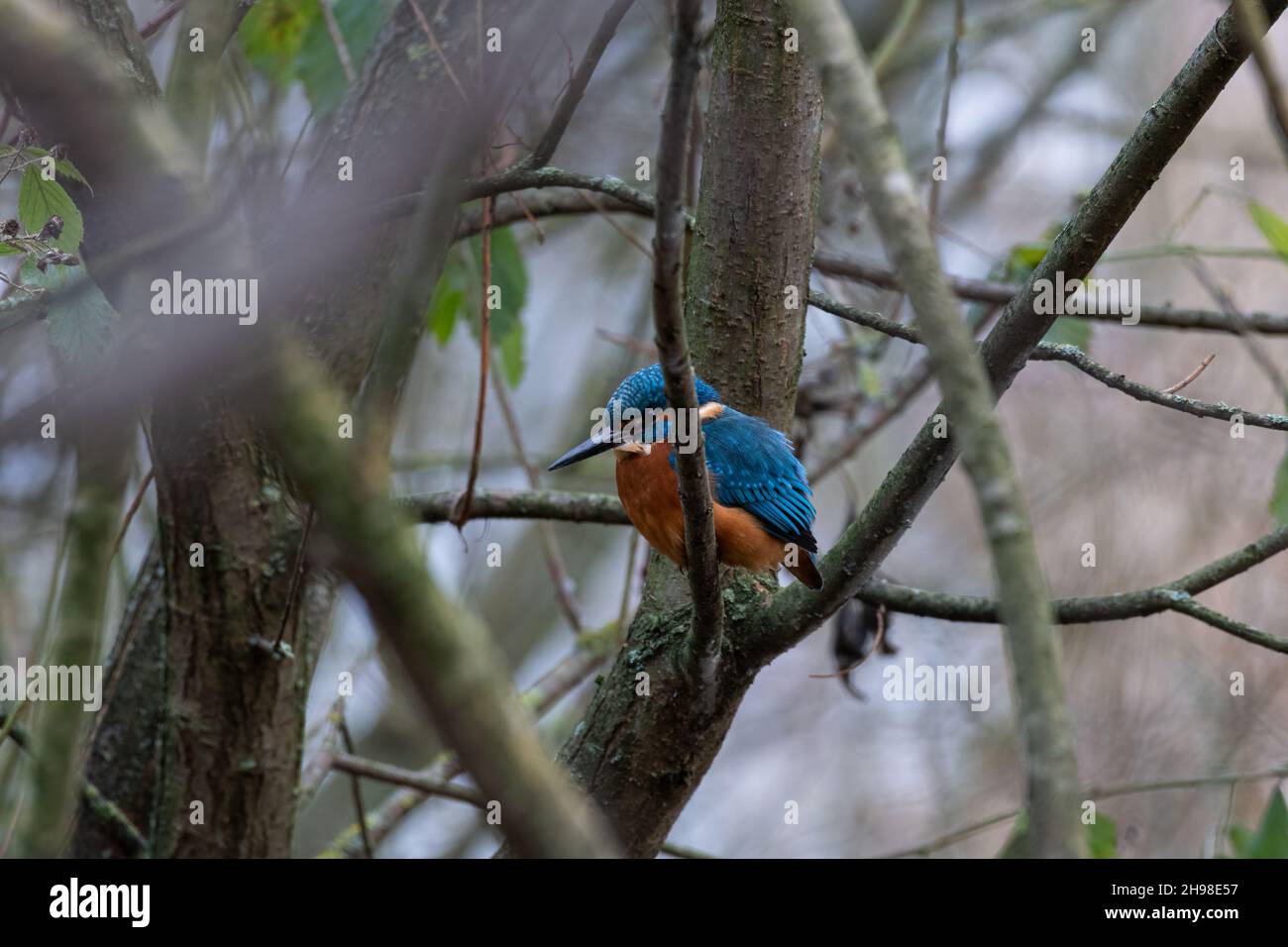 Ein gewöhnlicher Eisvogel, Alcedo atthis, auch bekannt als der Eurasische Eisvogel, oder Fluss Eisvogel auf einem Zweig an einem Teich thront. Stockfoto