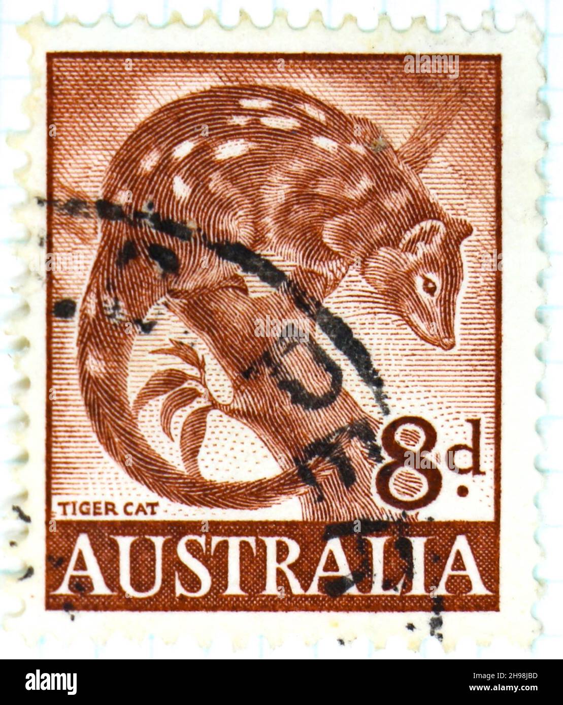 Foto einer braunen australischen Briefmarke aus dem Jahr 1960 8d mit einer Abbildung einer Tigerkatze Stockfoto