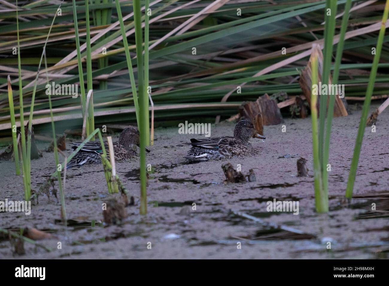 Enten, die in einem Wasserteich im Gazelle-Tal schwimmen, das als Israels erstes urbanes Naturschutzgebiet bezeichnet wird, das nach einer Herde Gazellen der Unterart Gazella benannt ist, die in diesem Gebiet im Herzen Jerusalems leben. Stockfoto