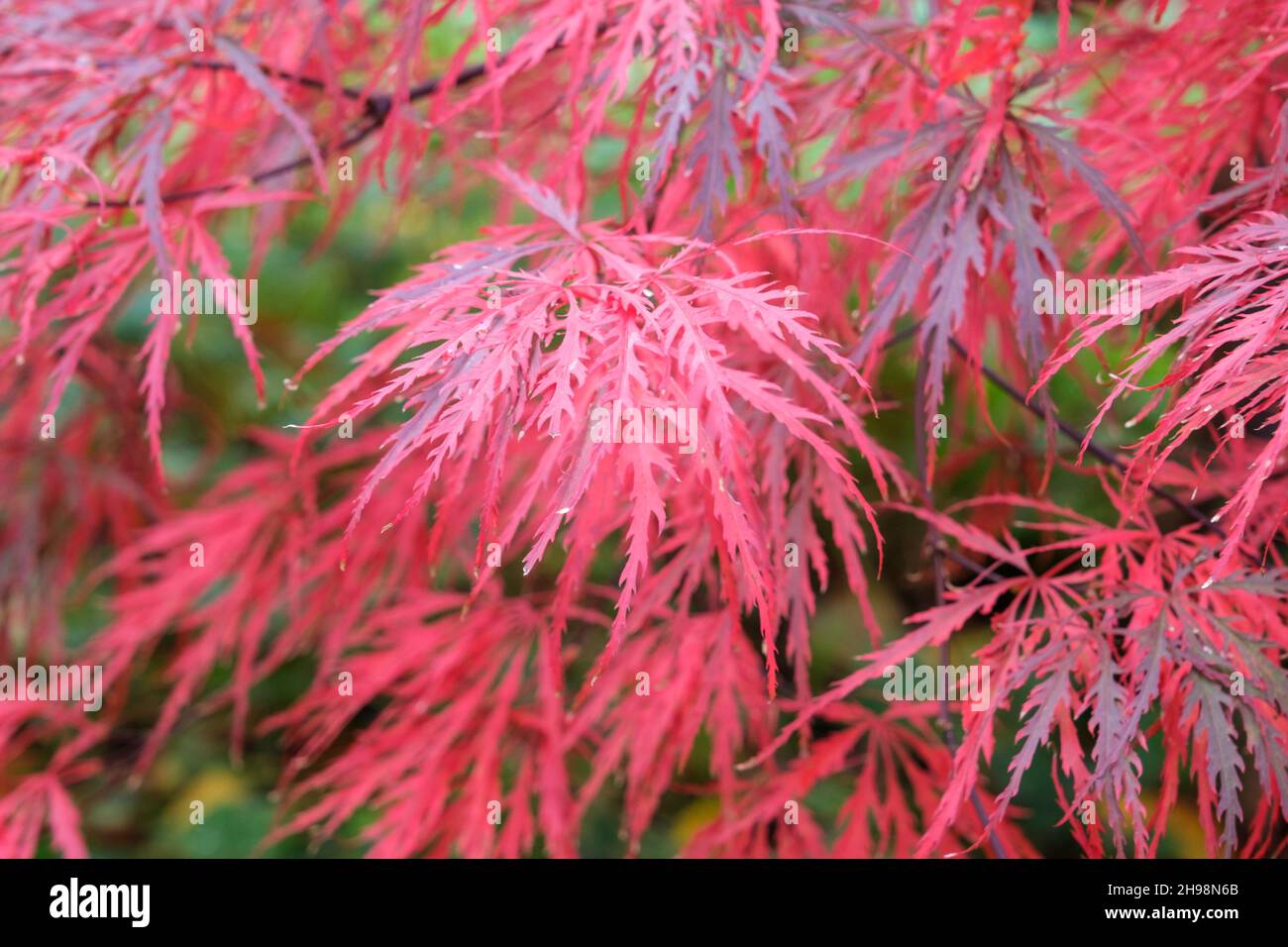 Blätter von Acer palmatum dissectum Garnet japanischem Ahorn im Herbst Stockfoto