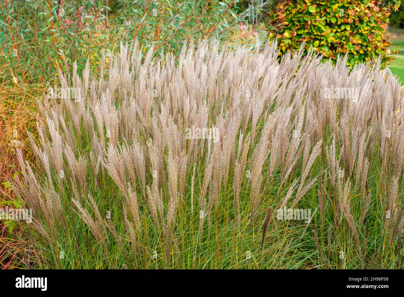 Miscanthus Sinensis 'Yakushima Dwarf' in Großbritannien hart im Herbst Stockfoto