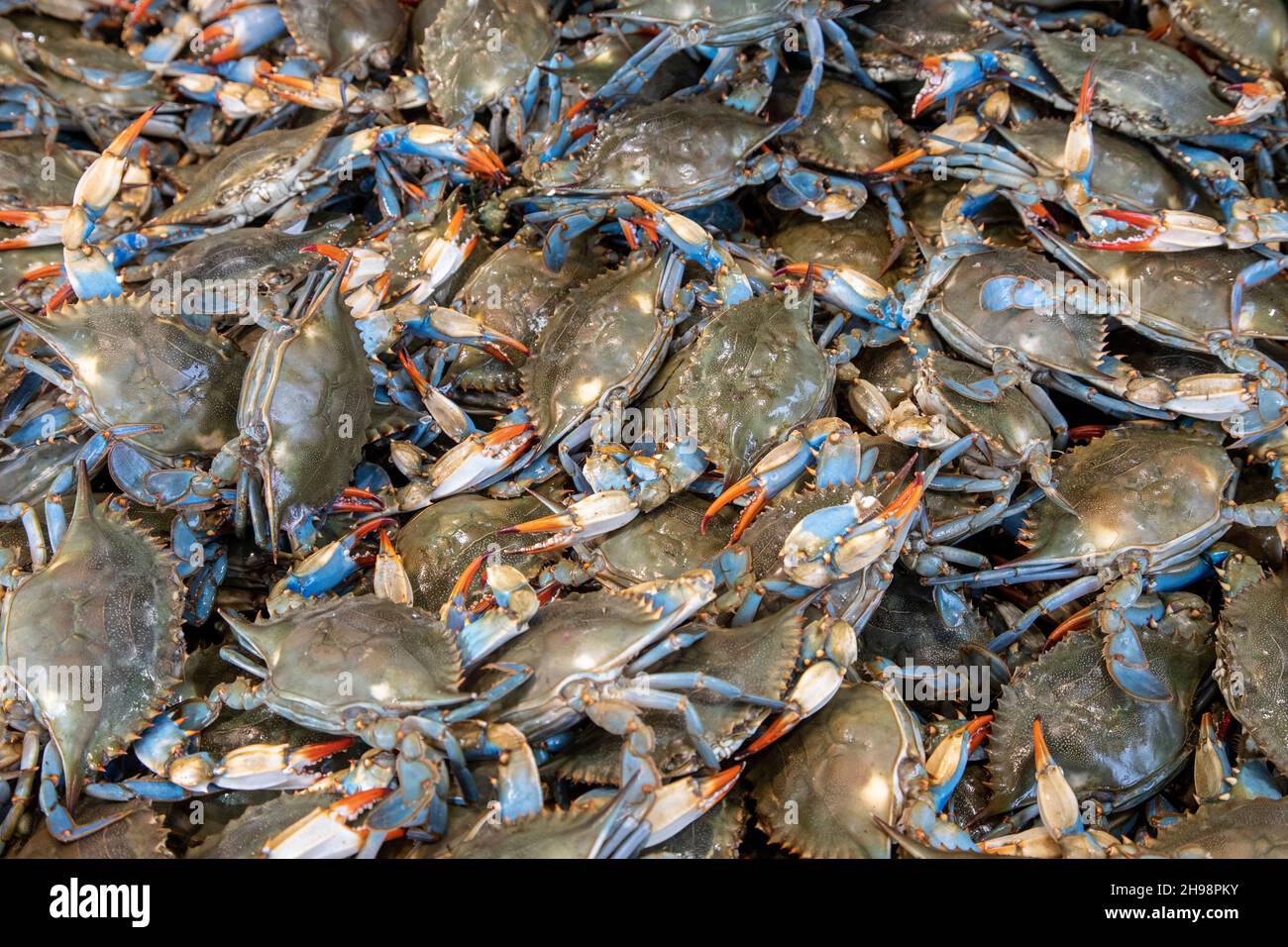 Washington, DC - Blaue Krabben zum Verkauf auf dem Municipal Fish Market. Der 1805 gegründete Fischmarkt ist der älteste kontinuierlich tätige Freiluft-Fischmarkt in Stockfoto