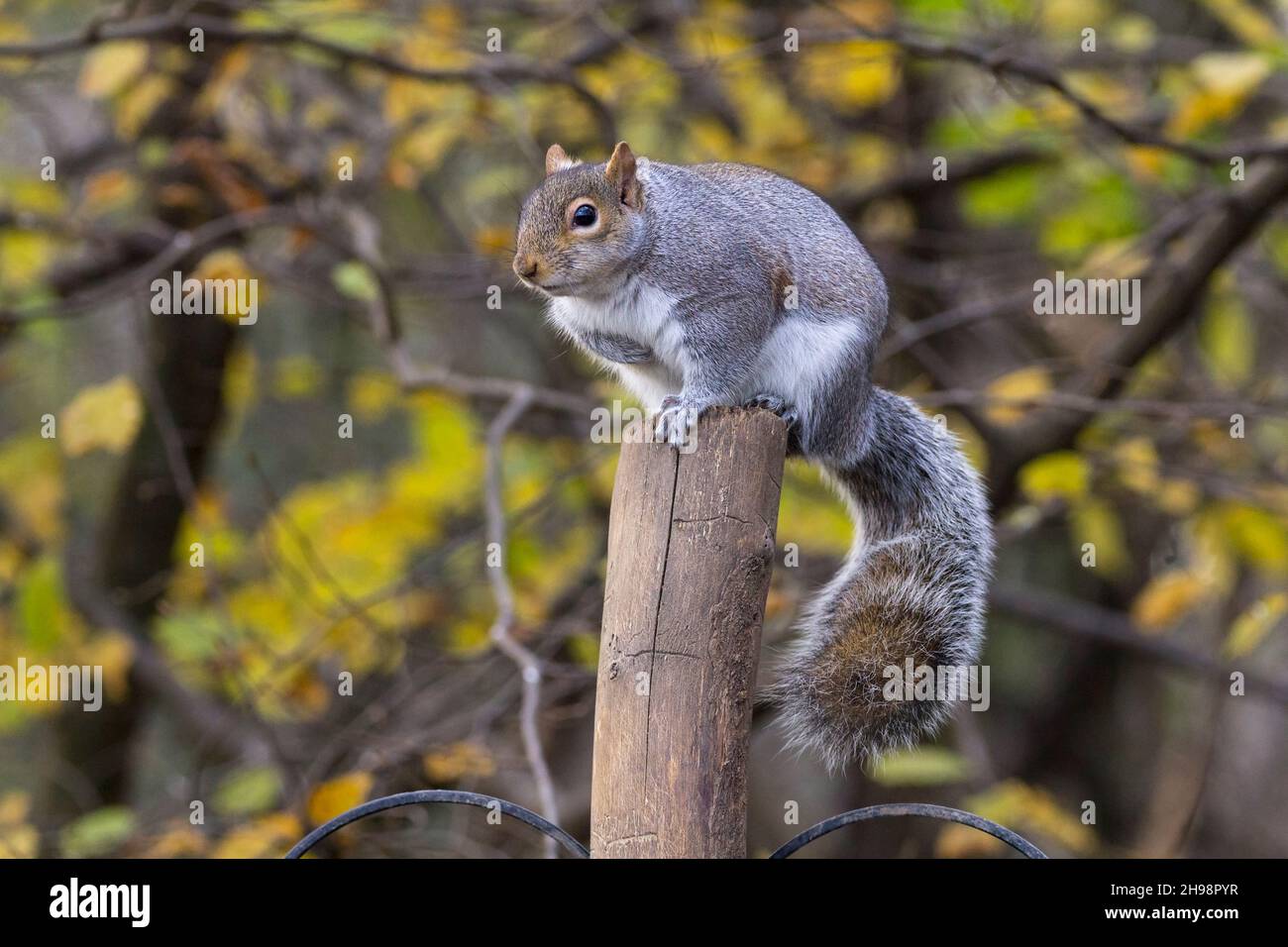 Eichhörnchen grau (Sciurus carolinensis) auf dem Pfosten in der Vogelfütterung verstecken blaugraues Fell mit rötlich braunen Partien weiße Unterseite und hat einen großen buschigen Schwanz Stockfoto