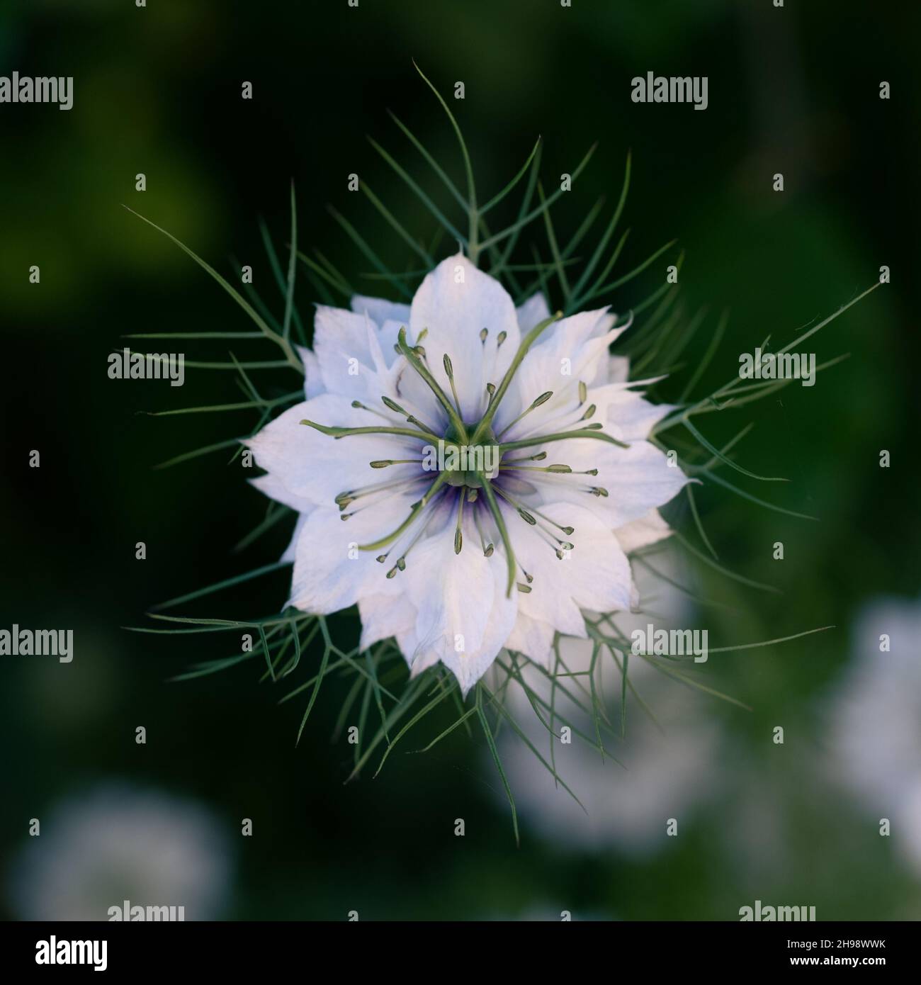 Weiße Nigella Damascena Blume Stockfoto