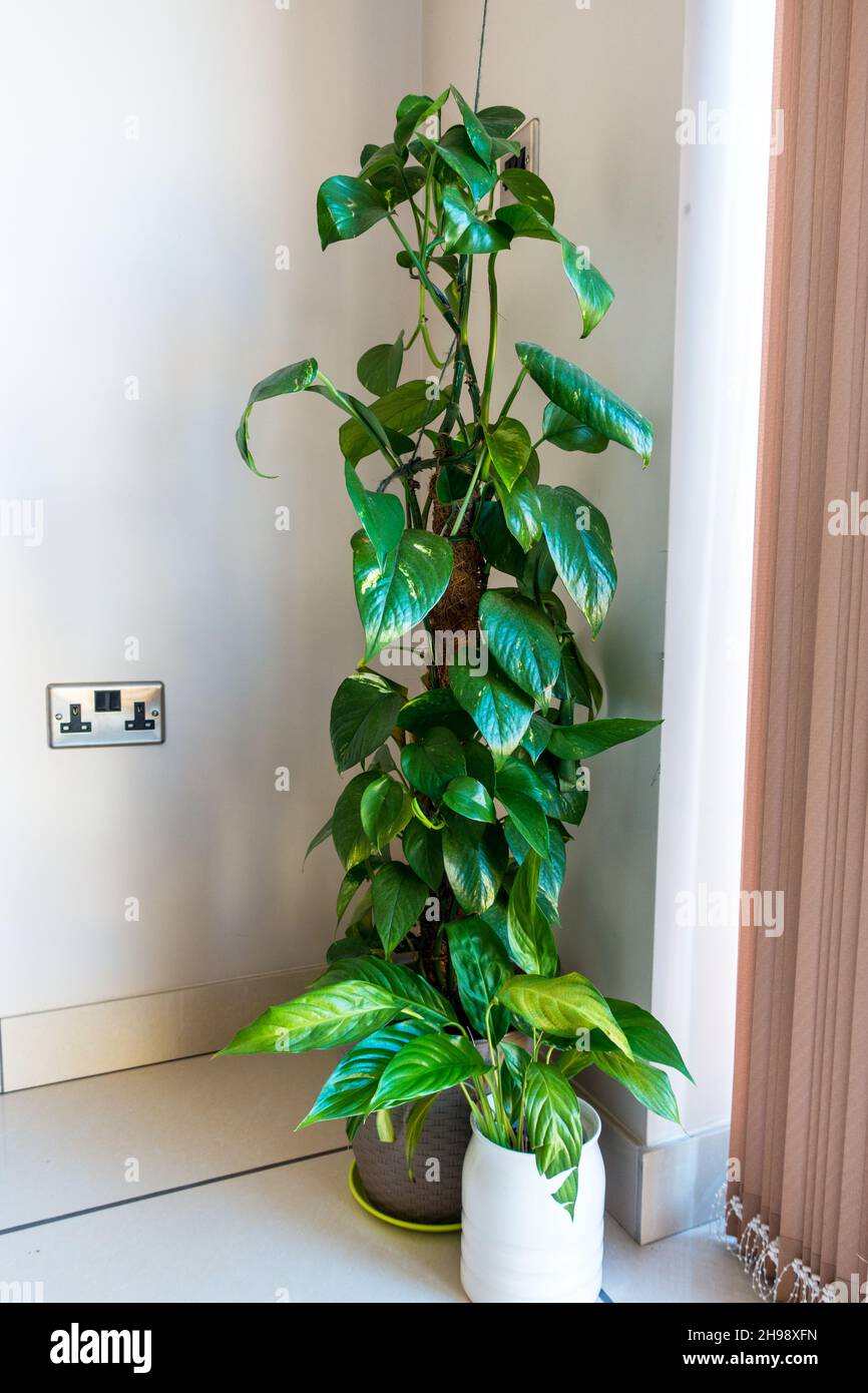 Eipremnum aureum / Devils Ivy / Pothos Hauspflanze in einem Topf Stockfoto