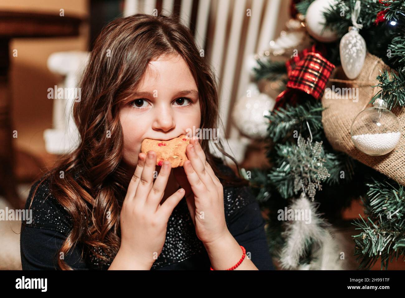 Nettes molliges Mädchen, das neben einem Weihnachtsbaum Ingwerkekse isst Stockfoto